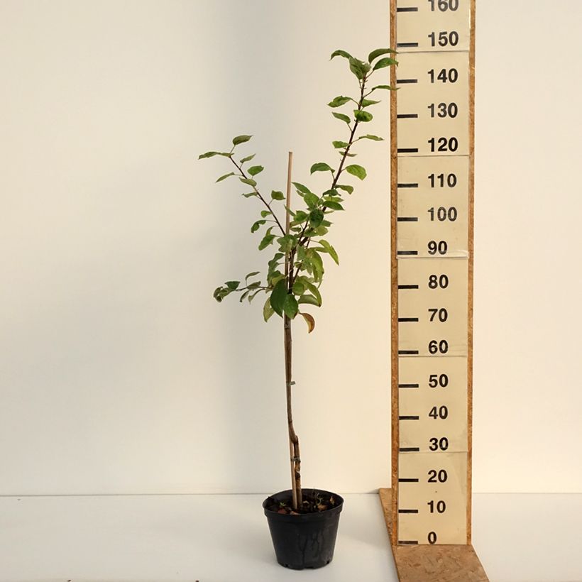 Exemplar von Goldparmäne Kosztela - Malus domestica Topf mit 4L/5L, Heister wie im Sommer geliefert