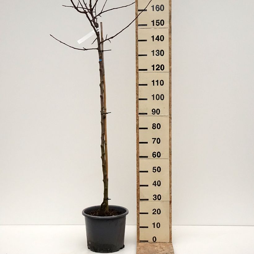 Exemplar von Pommier Belchard - Malus domestica Chanteclerc Pot de 12L/15L, Demi-Tige wie im Winter geliefert