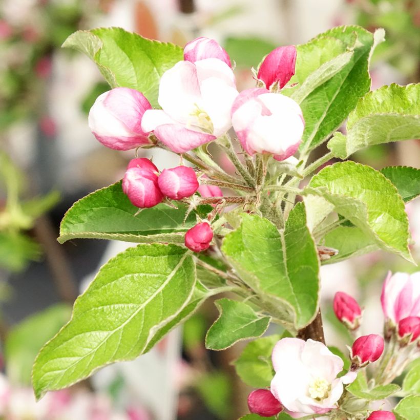 Apfelbaum Braeburn - Malus domestica (Flowering)