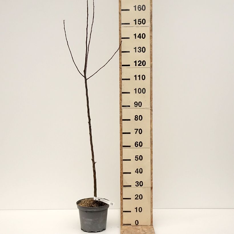 Exemplar von Apfelbaum Braeburn - Malus domestica Topf mit 7,5L/10L, Heister wie im Winter geliefert
