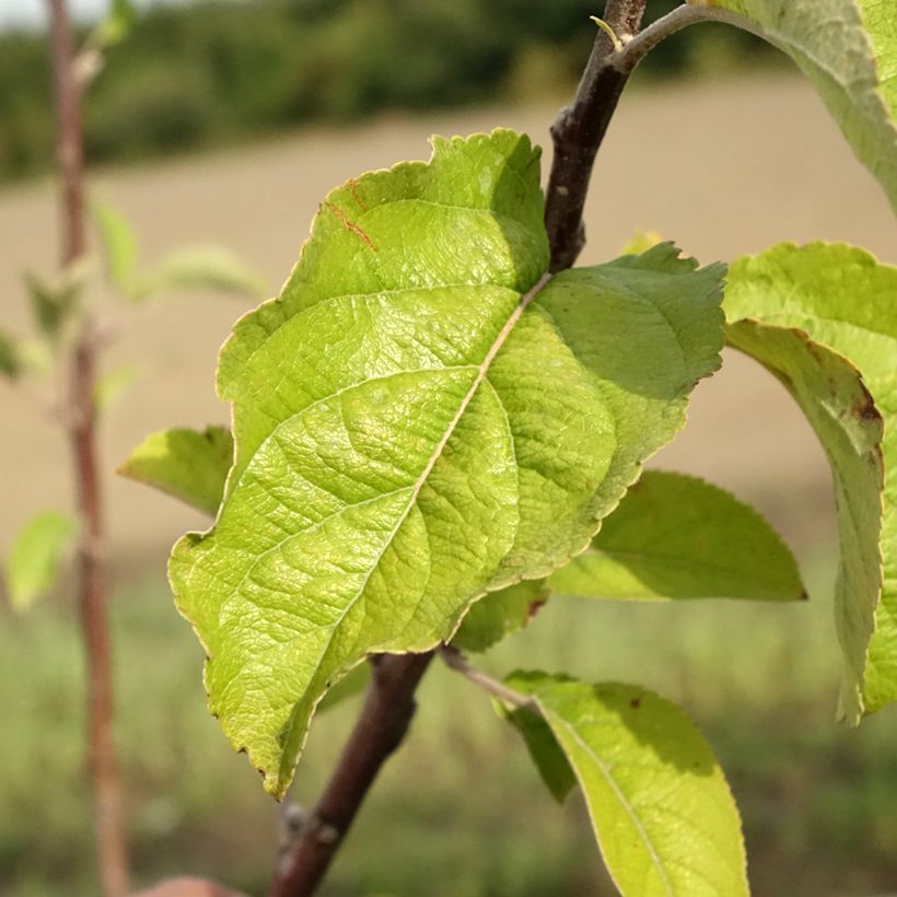 Apfelbaum Braeburn - Malus domestica (Foliage)