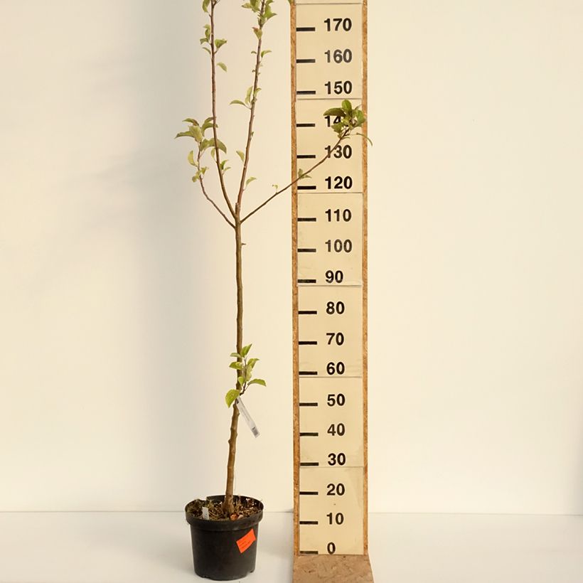 Exemplar von Apfelbaum Braeburn - Malus domestica Topf mit 7,5L/10L, Heister wie im Sommer geliefert