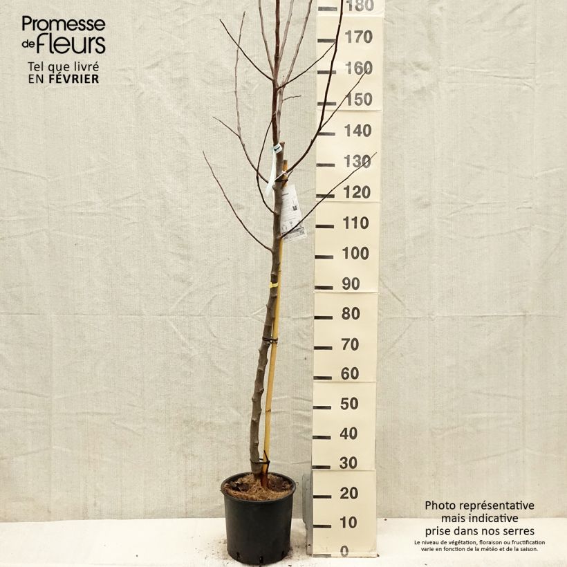 Exemplar von Pommier Reinette Blanche du Canada Pot de 7,5L/10L, Demi-Tige wie im Winter geliefert