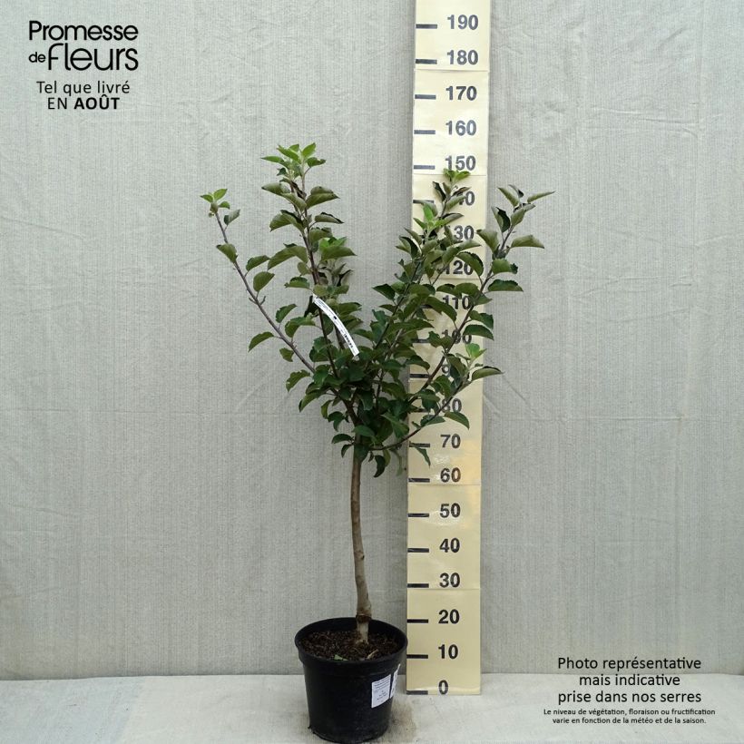 Exemplar von Apfelbaum Reinette Blanche du Canada - Malus domestica Topf mit 7,5L/10L, Gobelet-Form wie im Sommer geliefert