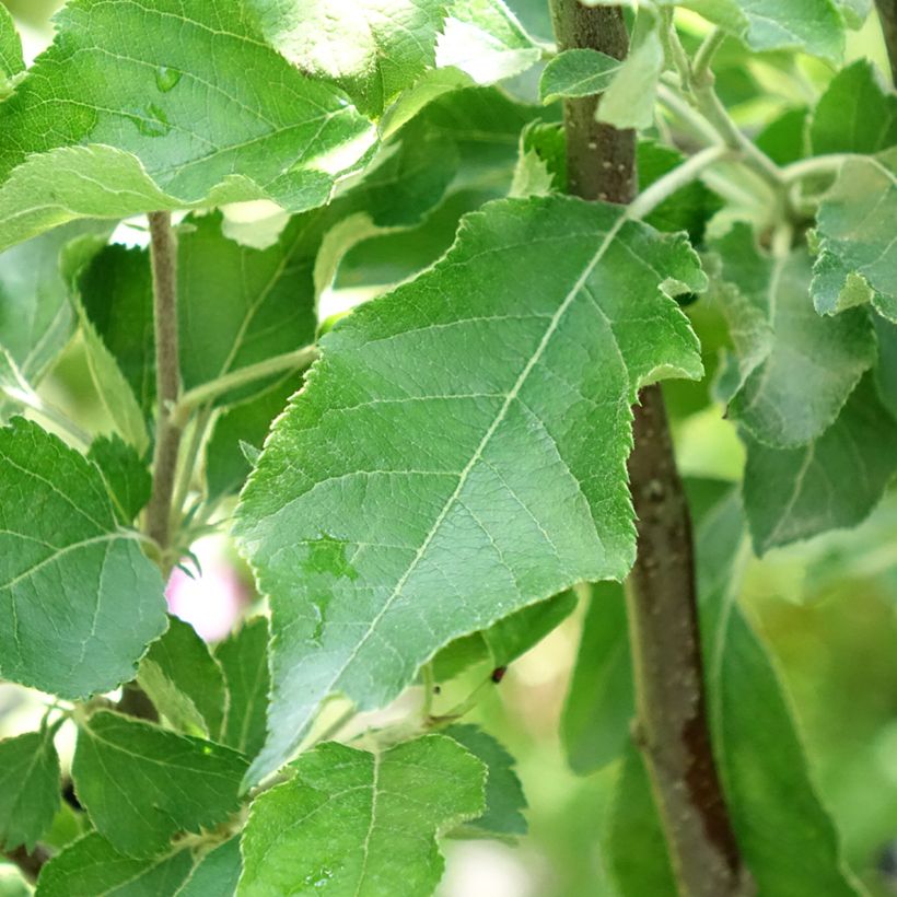 Apfelbaum Melrose - Malus domestica (Laub)