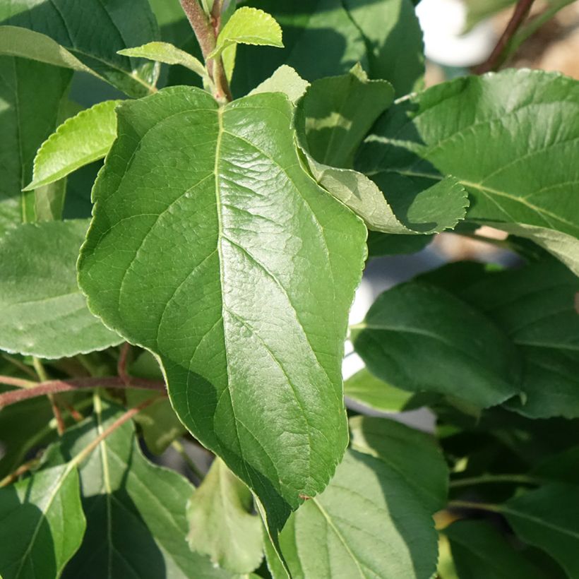 Zwergapfelbaum Fruit Me Apple Me Yellow Golden - Malus domestica (Laub)