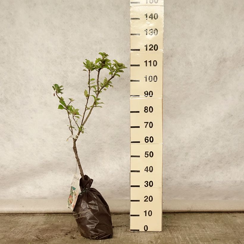 Exemplar von Zwergapfelbaum Croquella delgrina - Malus domestica Plug "Fertig-zum-Pflanzen", 1/4 Stängel wie im Sommer geliefert