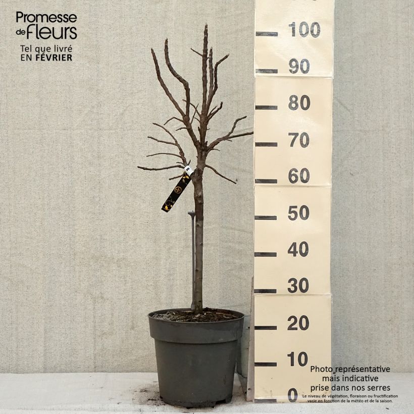 Exemplar von Pommier nain Delicado Pot de 7,5L/10L, 1/4 de tige, Tige de 30 cm wie im Winter geliefert