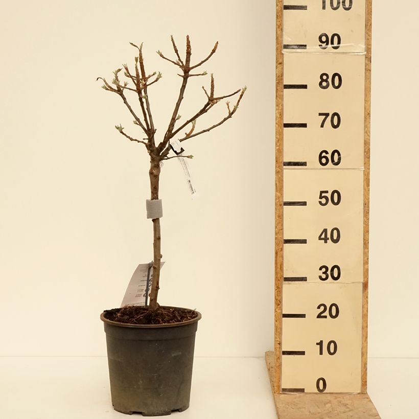 Exemplar von Zwergapfelbaum Delicado - Malus domestica Topf mit 7,5L/10L, 1/4 Stängel wie im Frühjahr geliefert