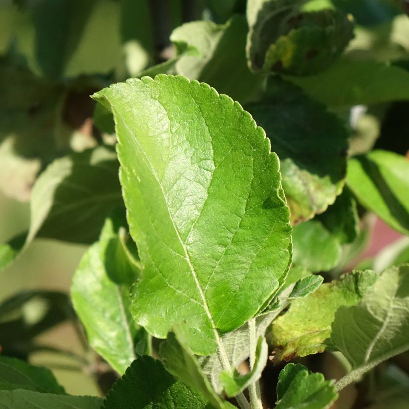 Zwergapfelbaum Delicado - Malus domestica (Laub)