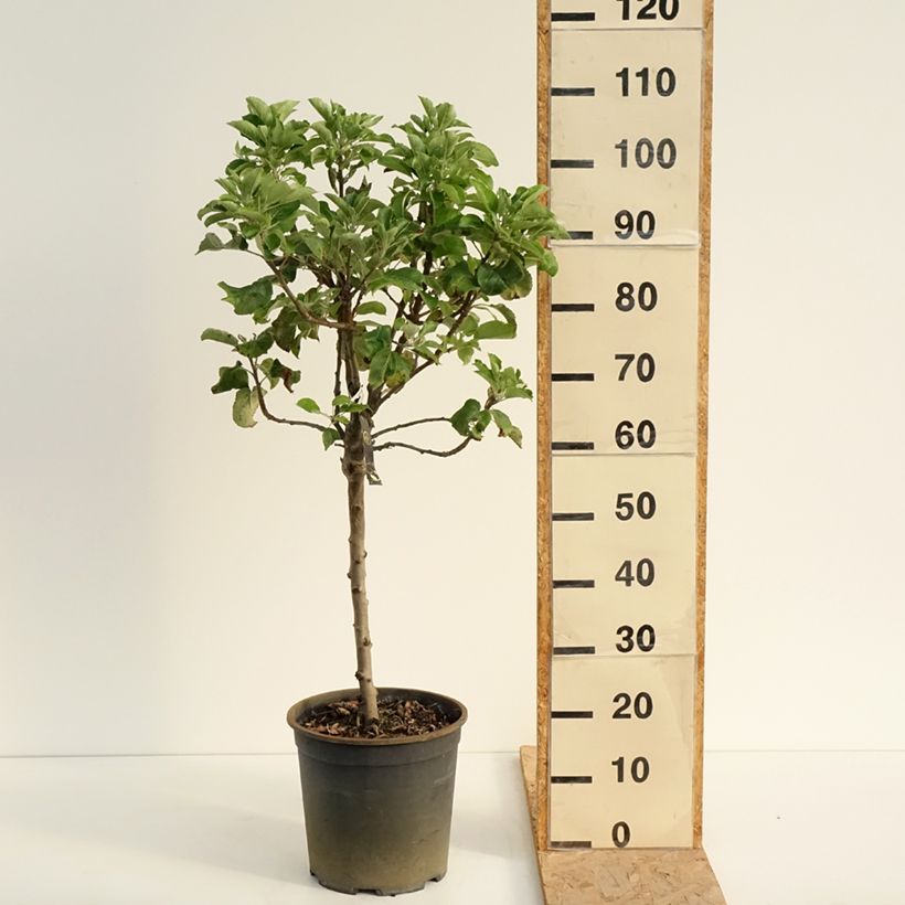 Exemplar von Zwergapfelbaum Delicado - Malus domestica Topf mit 7,5L/10L, 1/4 Stängel wie im Sommer geliefert