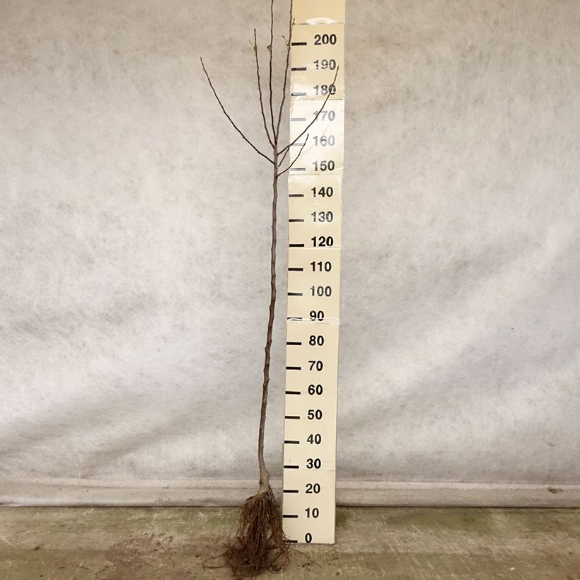 Exemplar von Pommier Rambour d'Hiver  Grandes Racines nues, Demi-Tige wie im Herbst geliefert