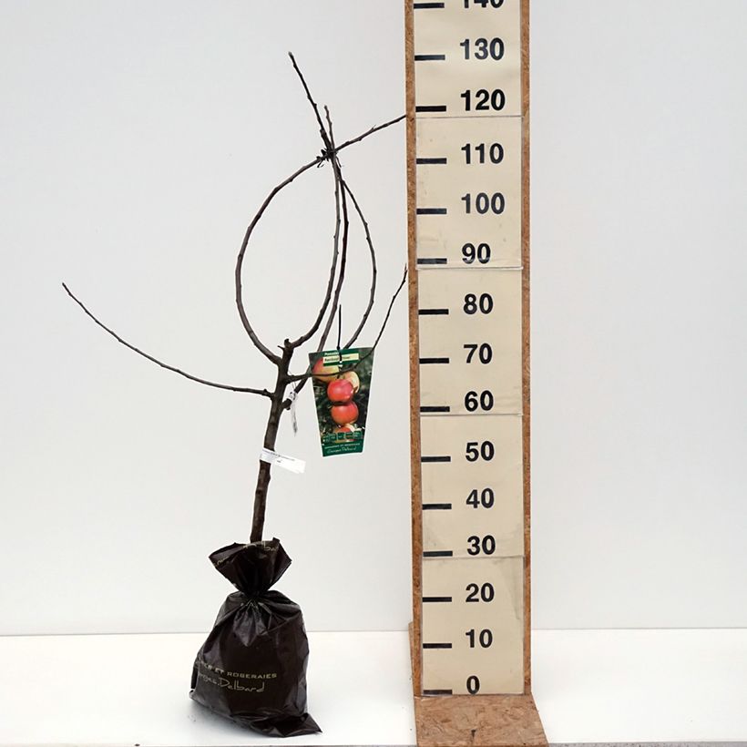 Exemplar von Apfelbaum Rambour d'Hiver - Malus domestica Ballenware "Fertig-zum-Pflanzen", Gobelet-Form wie im Herbst geliefert
