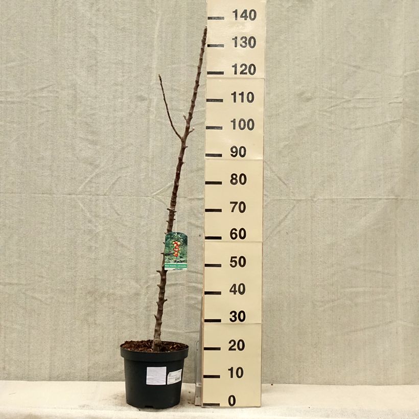 Example of Apfelbaum Red Sensation - Malus domestica Topf mit 4L/5L, Säulenförmig as you get in printemps
