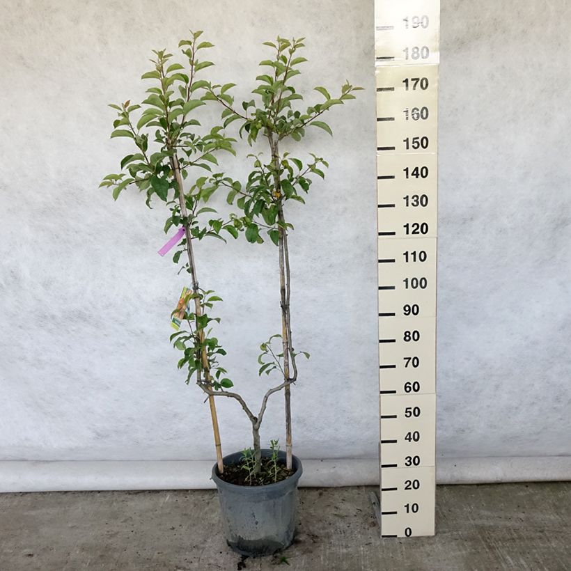 Exemplar von Goldparmäne Reine des Reinettes - Malus domestica Topf mit 12L/15L, Spalierobst einfach U-Form wie im Sommer geliefert