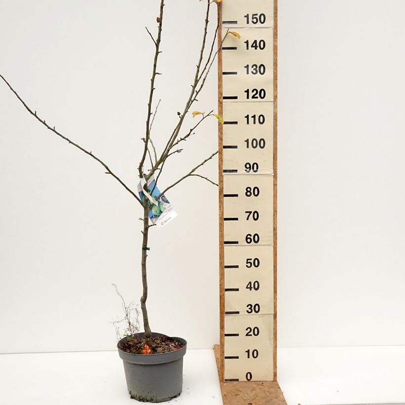 Exemplar von Apfelbaum Reinette Blanche du Canada - Malus domestica Topf mit 7,5L/10L, Gobelet-Form wie im Herbst geliefert