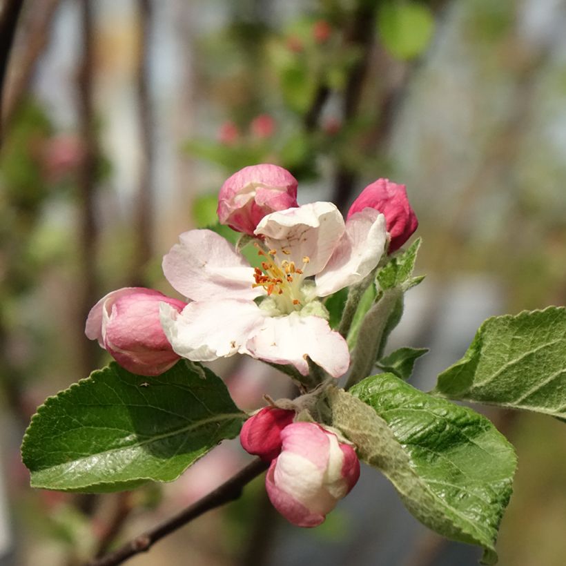 Apfelbaum Reinette Clochard - Malus domestica (Blüte)