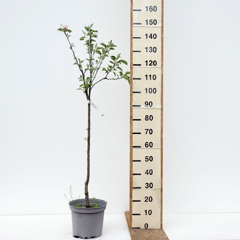 Exemplar von Apfelbaum Reinette de Brive - Malus domestica Topf mit 7,5L/10L, Gobelet-Form wie im Frühjahr geliefert