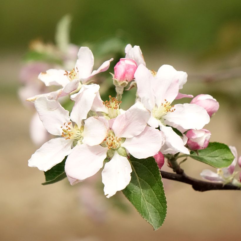 Apfelbaum Reinette de Caux - Malus domestica (Blüte)
