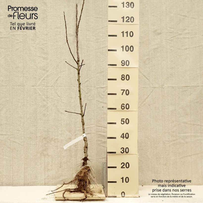 Example of Apfelbaum Reinette De France - Malus domestica Wurzelnackt, Gobelet-Form as you get in hiver