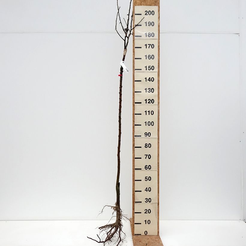 Example of Apfelbaum Reinette De France - Malus domestica Wurzelnackt, Halbstamm as you get in hiver