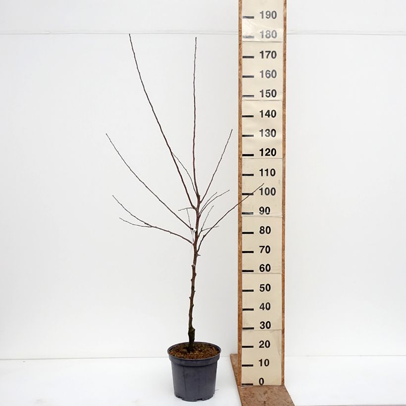 Example of Apfelbaum Reinette du Mans - Malus domestica Topf mit 7,5L/10L, Gobelet-Form as you get in hiver
