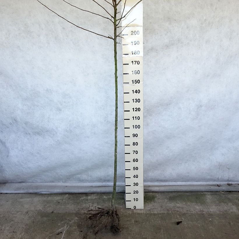 Exemplar von Apfelbaum Reinette Etoilée - Malus domestica Wurzelnackt, Hochstamm wie im Winter geliefert