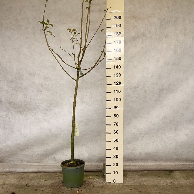 Exemplar von Apfelbaum Reinette grise du canada - Malus domestica Topf mit 7,5L/10L, Halbstamm wie im Herbst geliefert