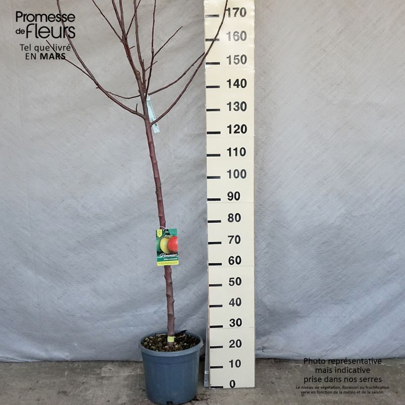 Exemplar von Apfelbaum Reinette grise du canada - Malus domestica Topf mit 7,5L/10L, Halbstamm wie im Frühjahr geliefert