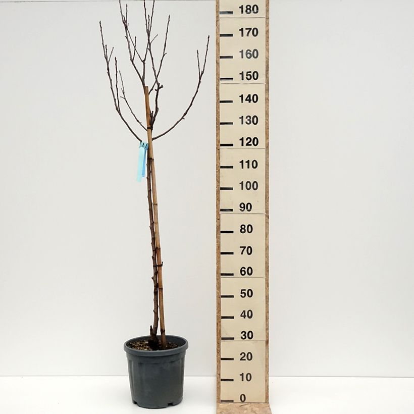 Exemplar von Pommier Royal Gala Pot de 7,5L/10L, Demi-Tige wie im Winter geliefert