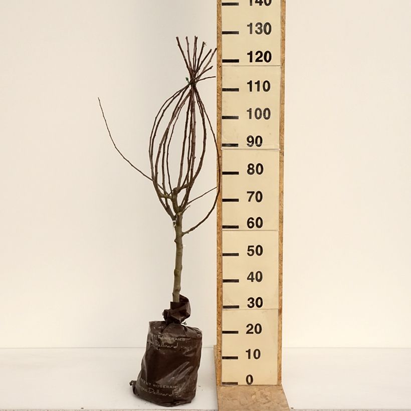 Exemplar von Apfelbaum Royale Delbard delfloga - Malus domestica Plug "Fertig-zum-Pflanzen", Gobelet-Form wie im Frühjahr geliefert