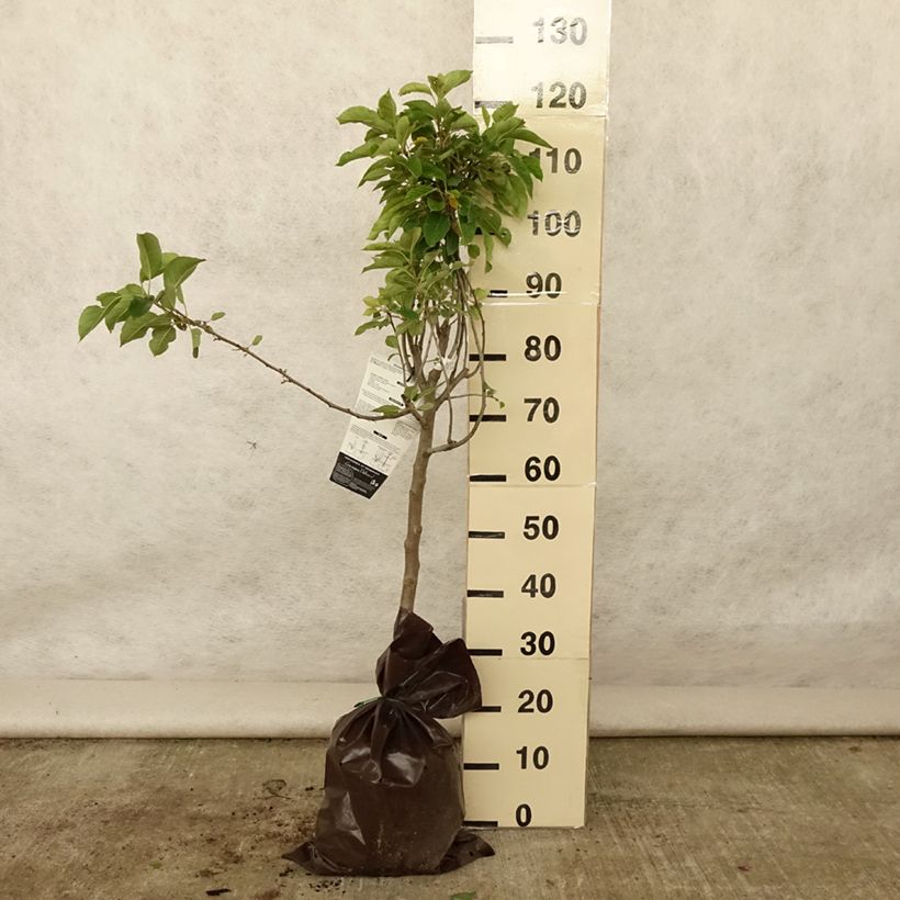 Exemplar von Apfelbaum Royale Delbard delfloga - Malus domestica Plug "Fertig-zum-Pflanzen", Gobelet-Form wie im Sommer geliefert