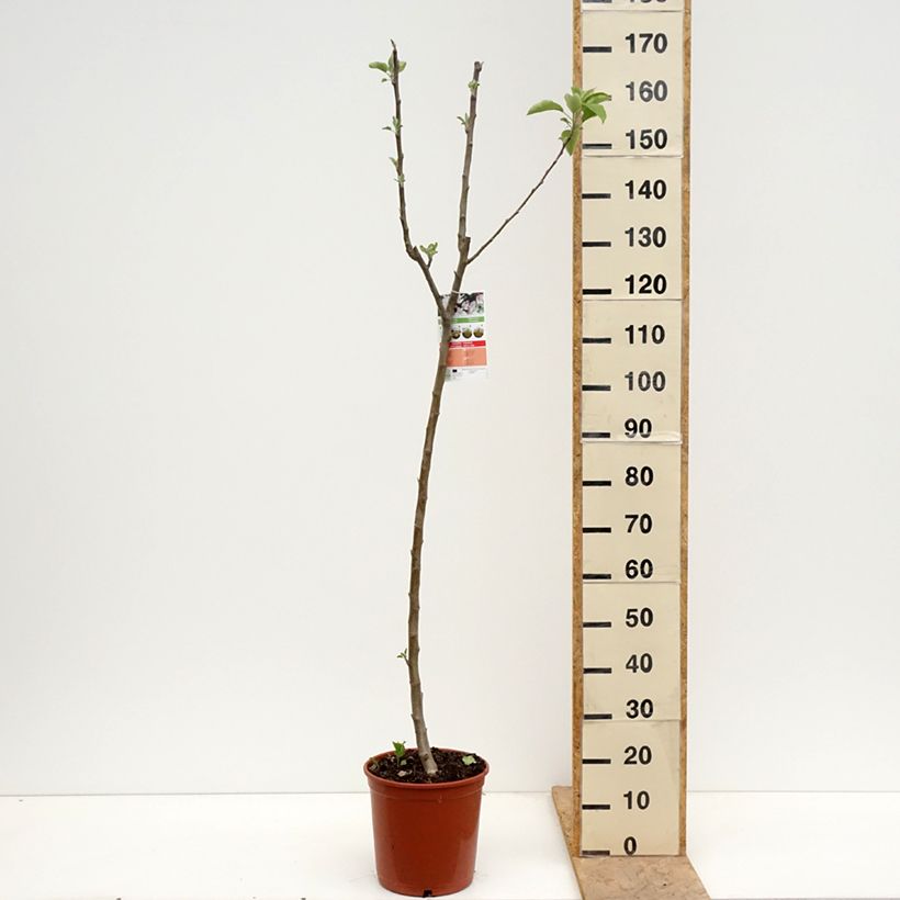 Example of Apfelbaum Starking Delicious - Malus domestica Topf mit 7,5L/10L, Halbstamm as you get in printemps