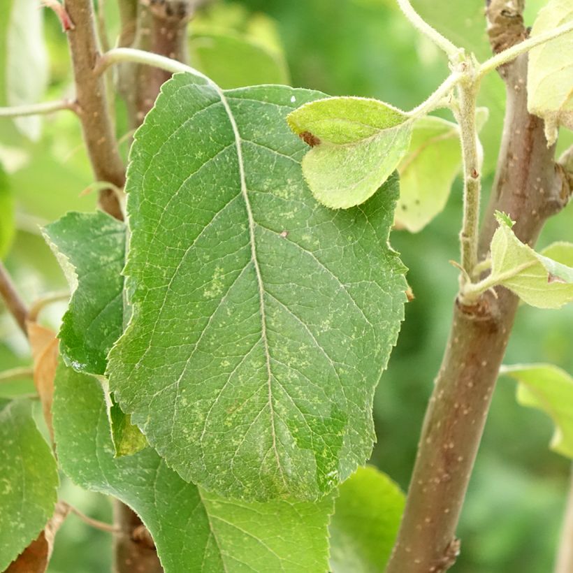 Apfelbaum Starking Delicious - Malus domestica (Foliage)