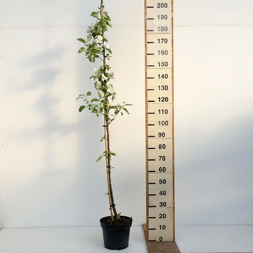 Exemplar von Goldparmäne Szara Reneta - Malus domestica Topf mit 7,5L/10L, Heister wie im Frühjahr geliefert