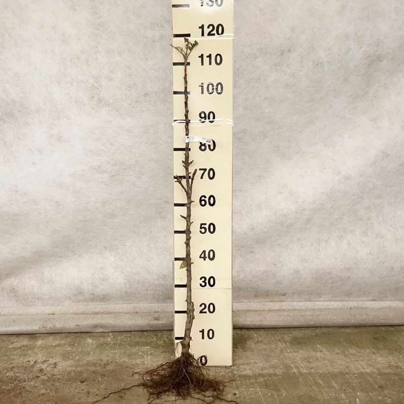 Exemplar von Säulenapfel Vaux Le Vicomte delcosu - Malus domestica Wurzelnackt, Säulenförmig wie im Herbst geliefert