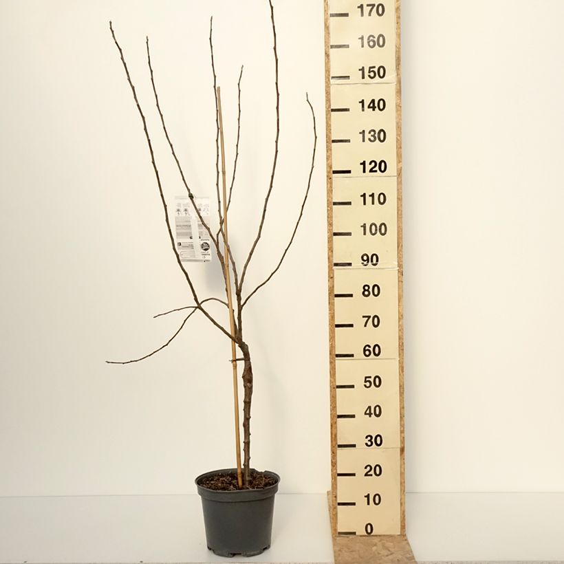 Exemplar von Pommier Winter Banana Pot de 7,5L/10L, Gobelet wie im Winter geliefert