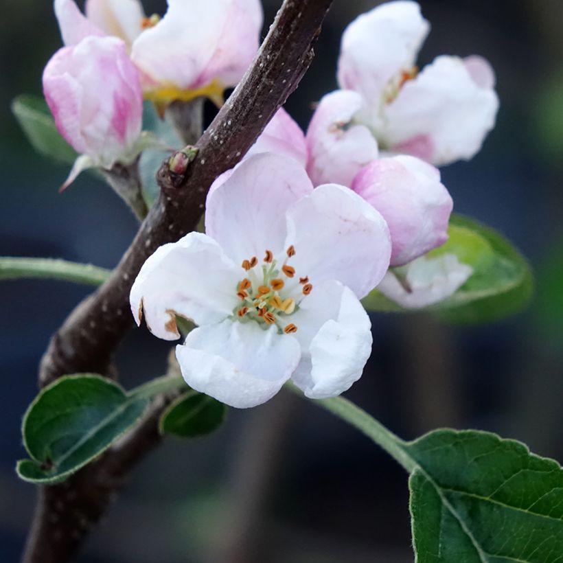 Apfelbaum Winter Banana - Malus domestica (Blüte)