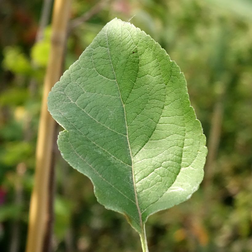 Pommier Złotka Kwidzyńska (Laub)