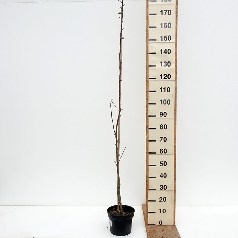 Exemplar von Pommier Złotka Kwidzyńska Topf mit 4L/5L, Heister wie im Winter geliefert