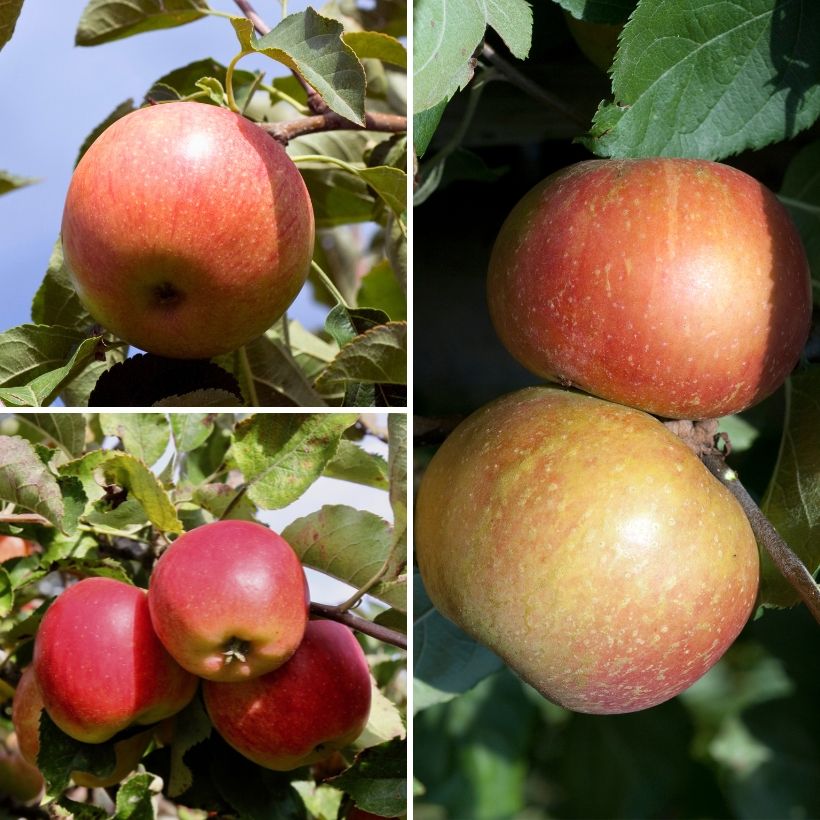 Apfelbäume Mix - Malus domestica (Ernte)