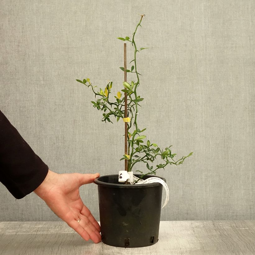 Exemplar von Poncirus trifoliata Flying Dragon - Citronnier tortueux Pot de 2L/3L wie im Herbst geliefert