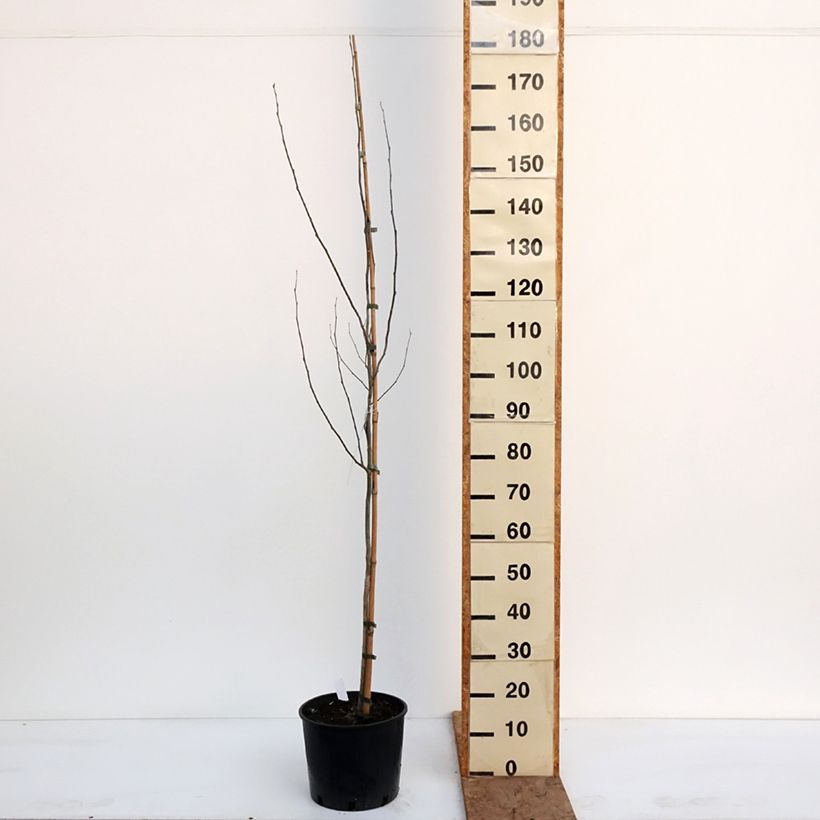 Example of Populus alba Bolleana - Peuplier blanc Topf mit 7,5L/10L as you get in hiver