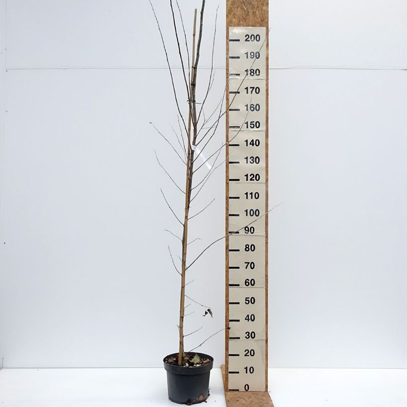 Exemplar von Silber-Pappel - Populus alba Topf mit 7,5L/10L wie im Herbst geliefert