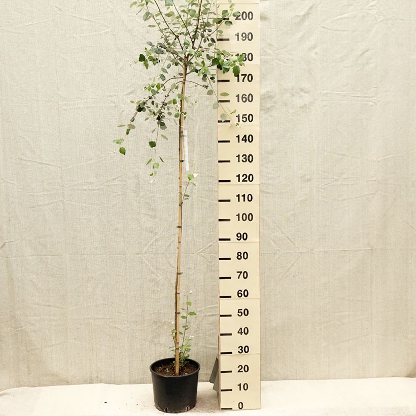 Example of Silber-Pappel - Populus alba Topf mit 7,5L/10L as you get in printemps
