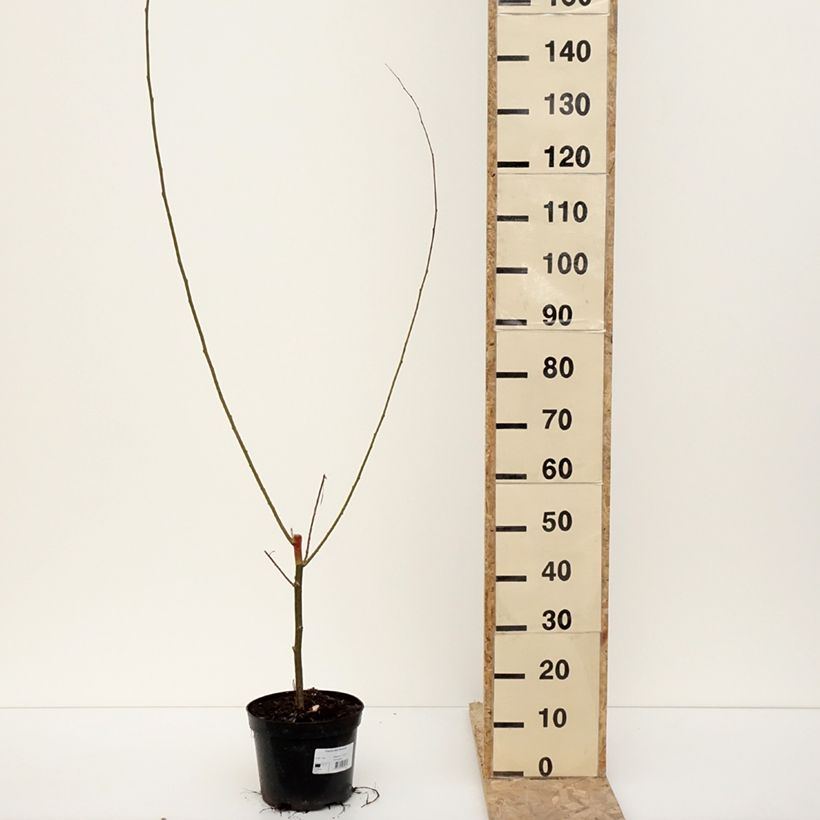 Exemplar von Silber-Pappel Richardii - Populus alba Topf mit 4L/5L wie im Winter geliefert