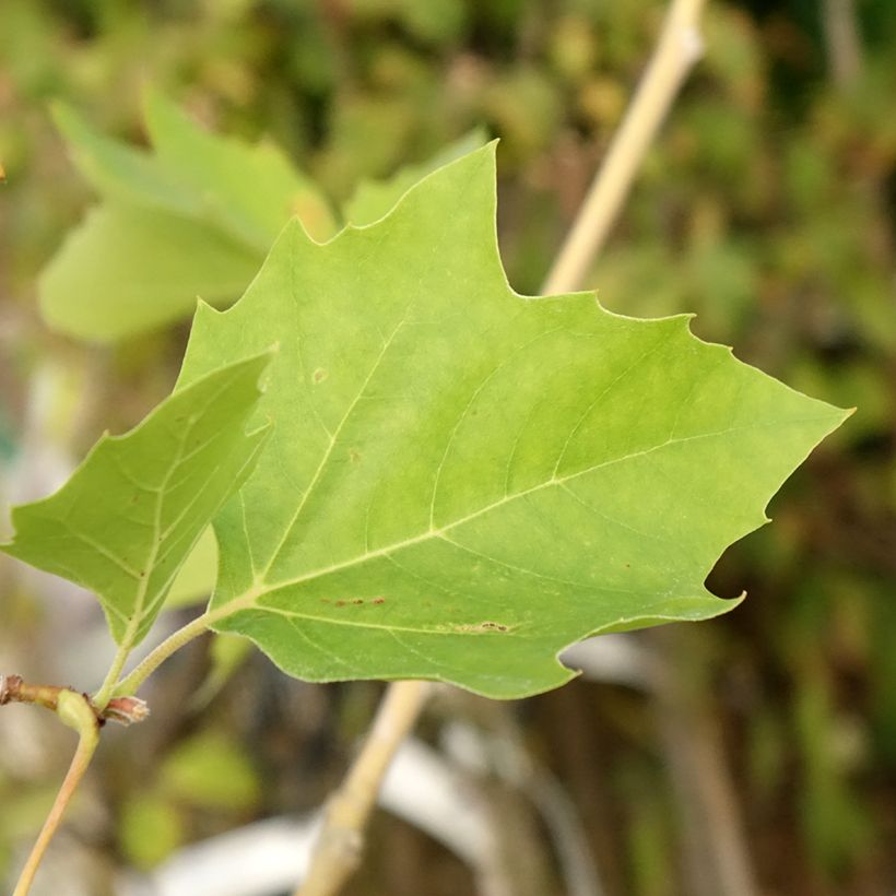 Schwarz-Pappel Lombardy Gold - Populus nigra (Foliage)
