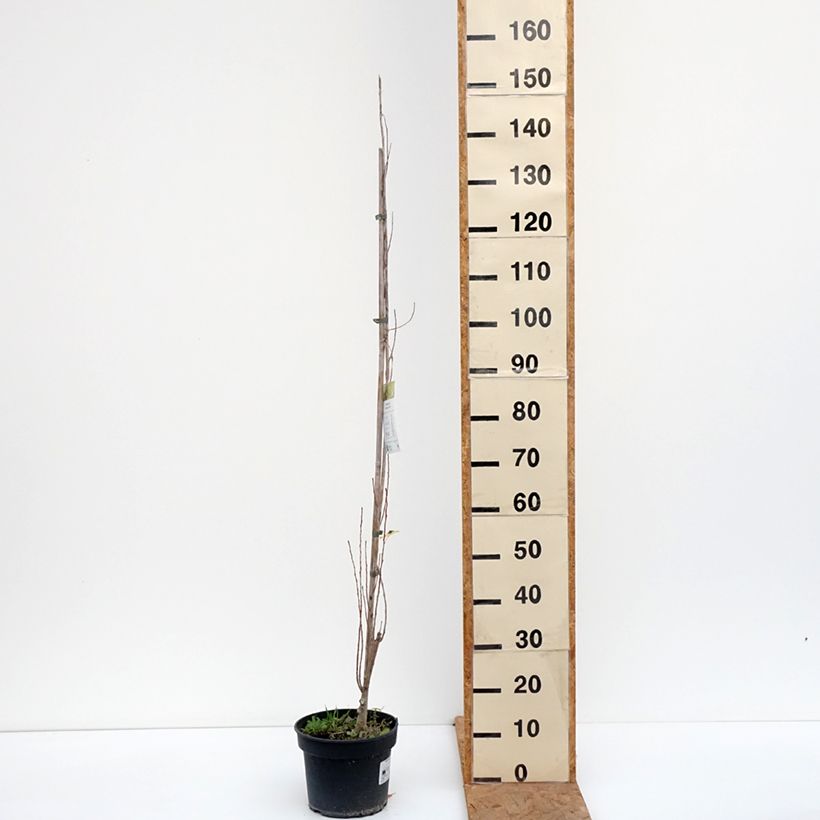 Exemplar von Schwarz-Pappel Lombardy Gold - Populus nigra Topf mit 3L/4L wie im Herbst geliefert