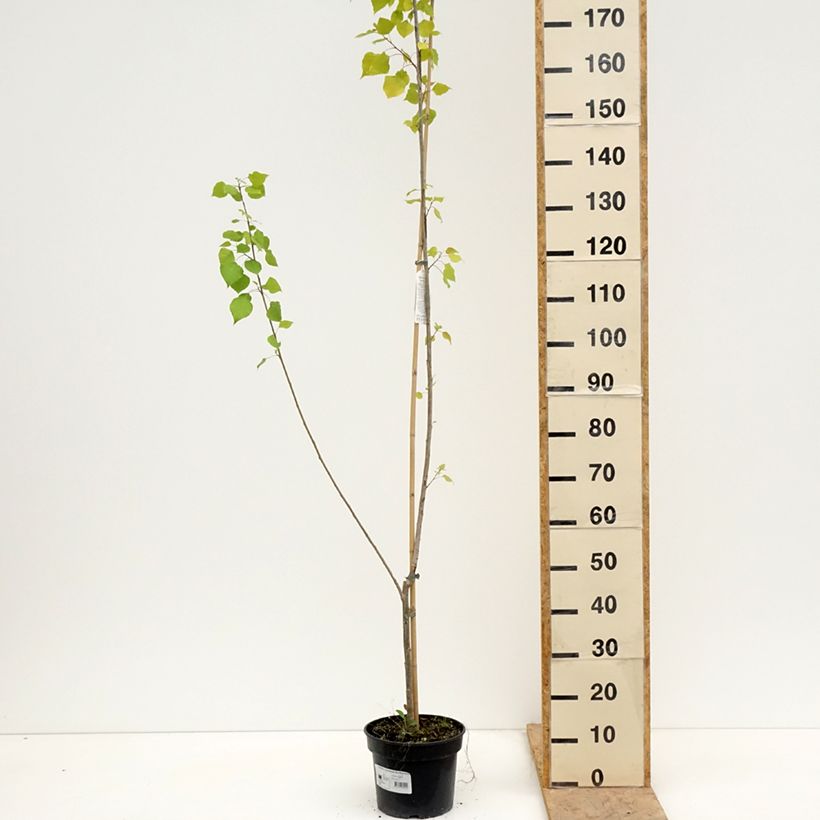 Example of Bastard-Schwarz Serotina Aurea -Populus x canadensis x euramericana Topf mit 4L/5L as you get in printemps