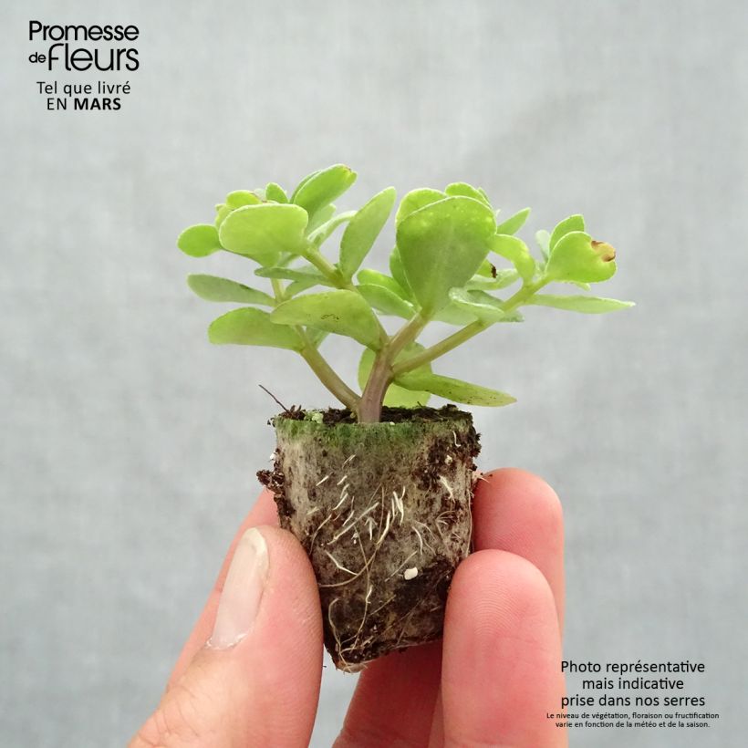 Exemplar von Portulak Pazzaz Nano Yellow Twist - Portulaca Mini-Plug Ø 3/4 cm wie im Frühjahr geliefert
